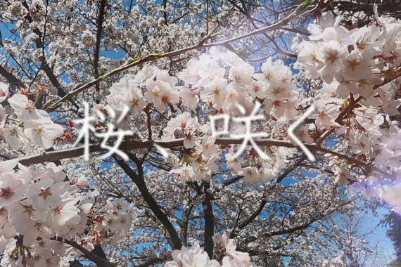 この春、門出を迎えられた全ての方へ ～「桜動画」を贈ります～