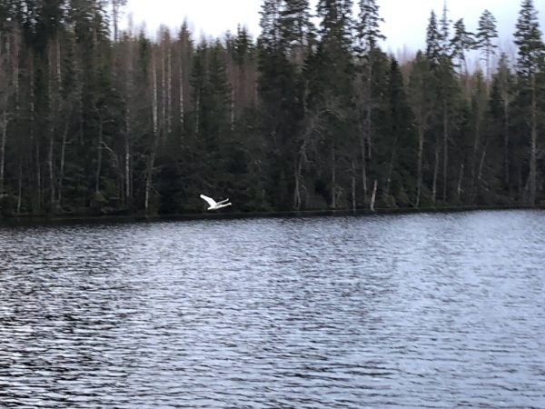 the_lake_of_swan